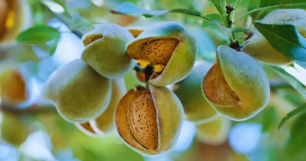 Close-up of ripe almonds growing on a tree, with green outer hulls splitting open to reveal the hard shell inside, surrounded by lush leaves and sunlight.