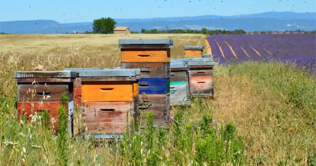 Colorful wooden beehives placed in a grassy field beside a blooming lavender farm, with bees flying around under a clear blue sky.